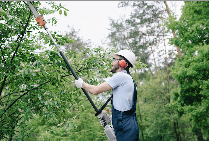 Lawn leaf snow clean up services